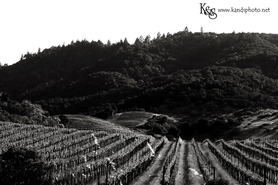 Dallas Wedding Photographers - K & S Photography Wine Tasting in Napa Valley California | Napa Valley and Dallas Wedding Photographers